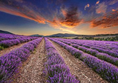 lavendar fields in provence copy 1
