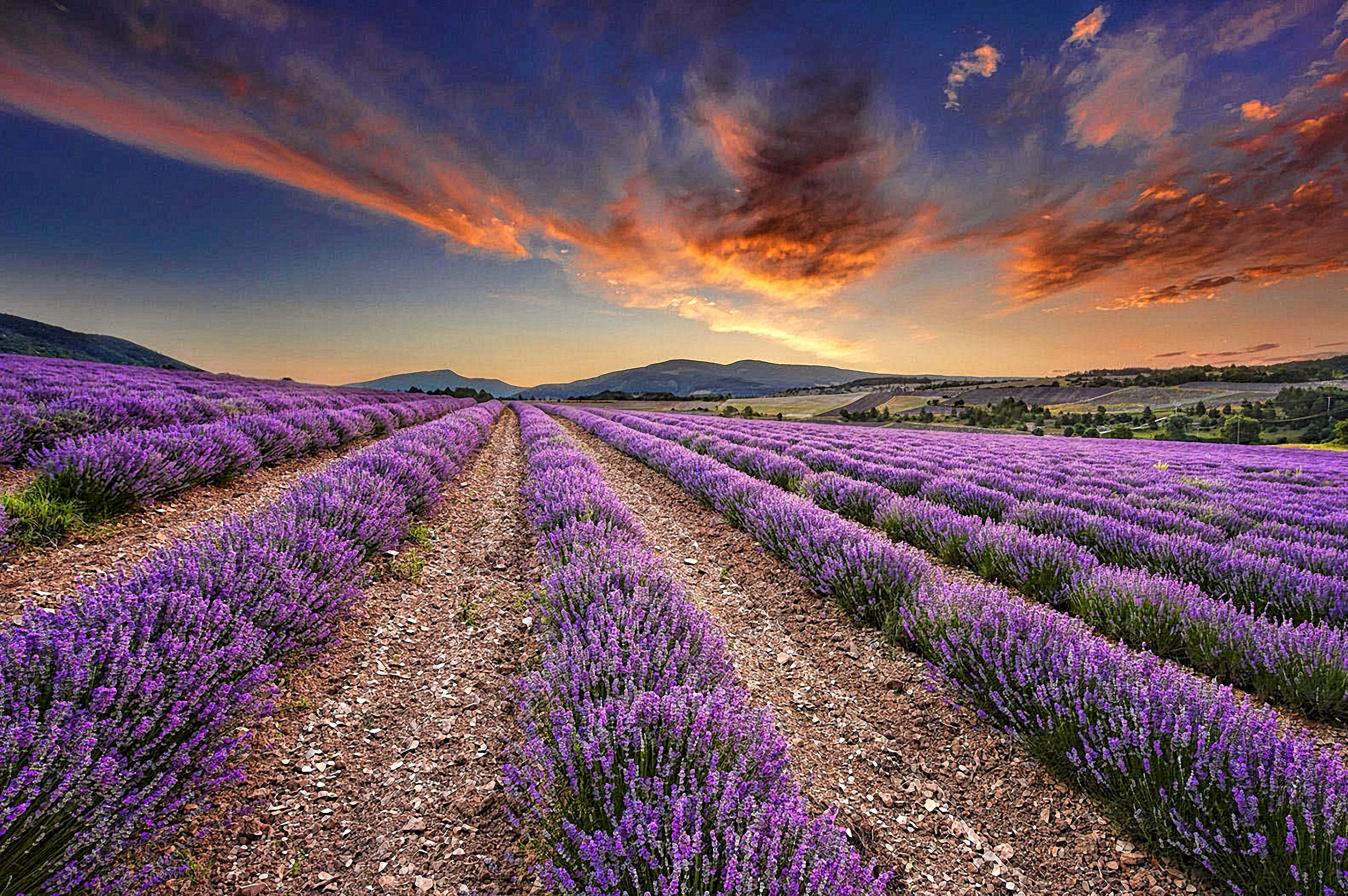 lavendar fields in provence