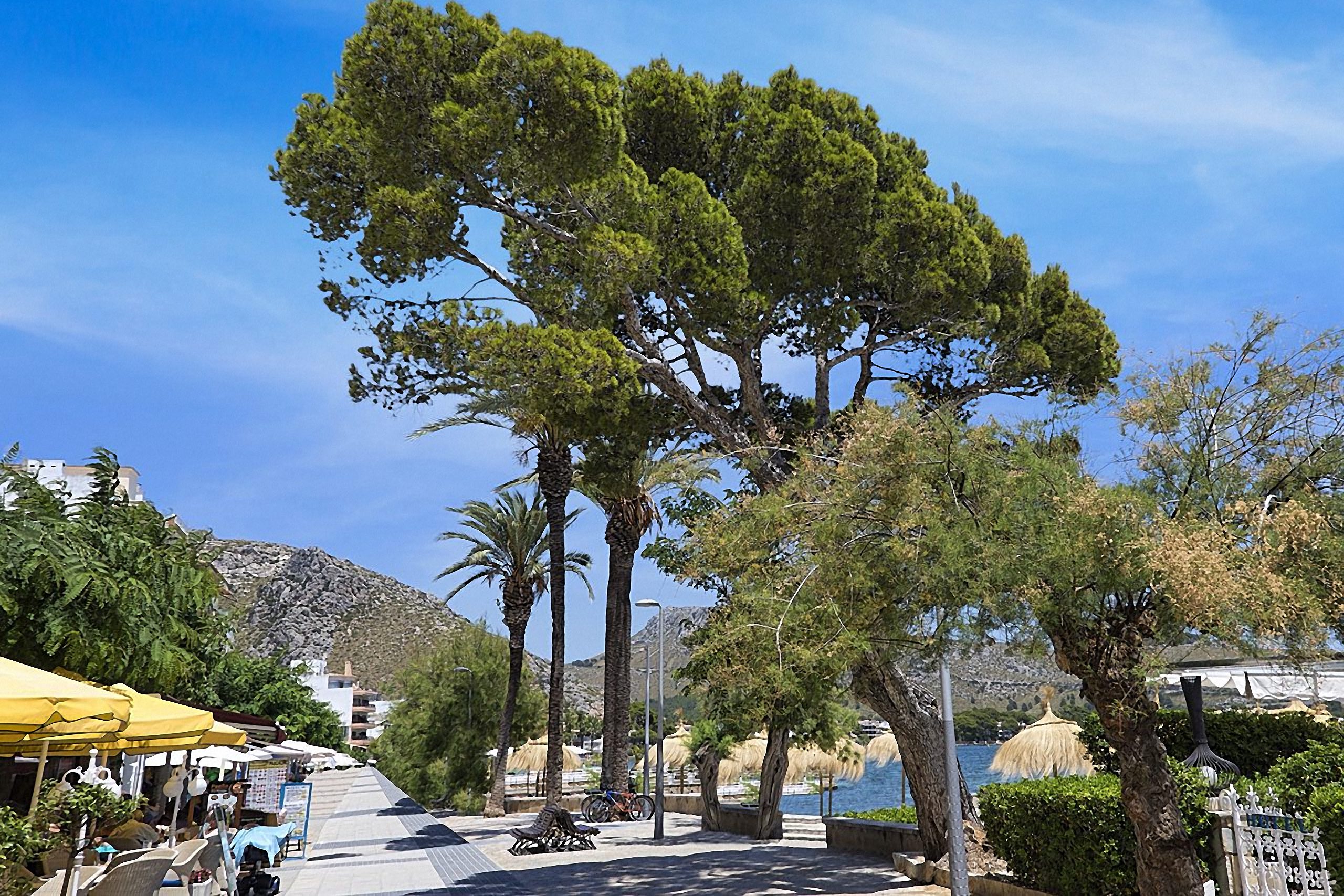 Pine Walk Porto De Pollenca Pine Walk Porto De Pollenca