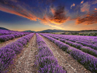 lavendar fields in provence copy Lavendar fields in provence France