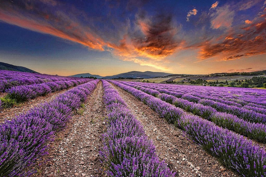 lavendar fields in provence copy Lavendar fields in provence France