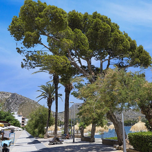 Pine Walk Porto De Pollenca