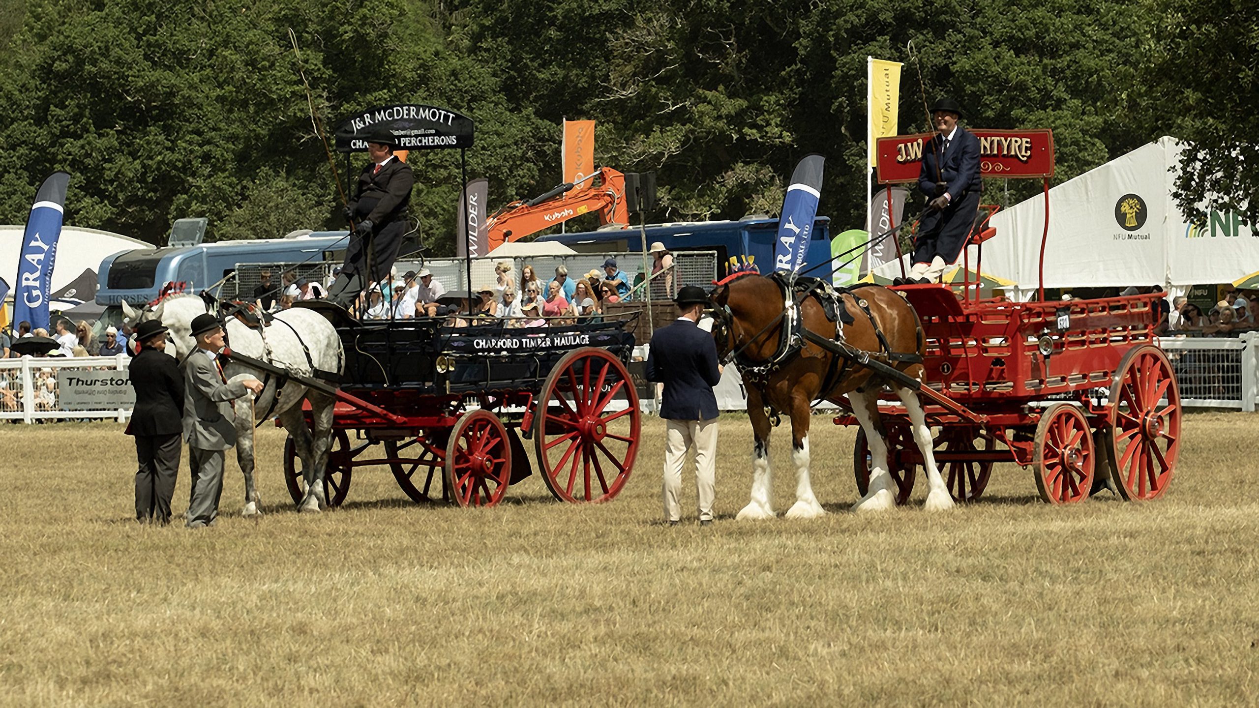 Shire Horses in New Forest Shire Horses at New Forest Show