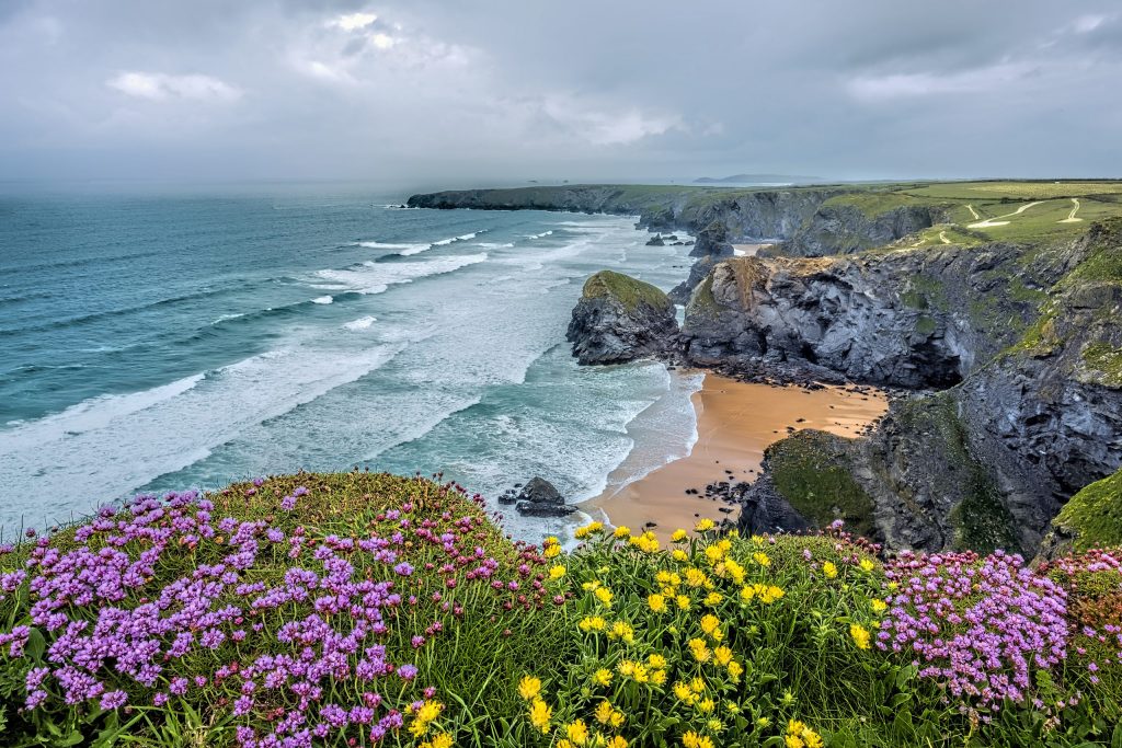 Bedruthan Steps Flowers copy